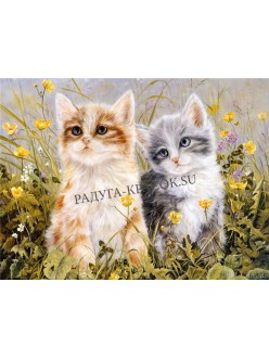 Котята на лугу (MMC062)