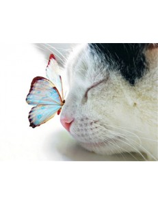 Кот и бабочка (6222R)
