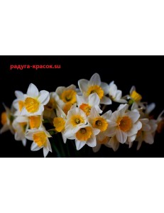 Удивительные нарцисы (M-038)