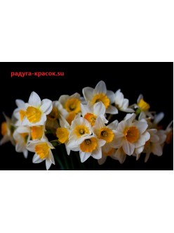 Удивительные нарцисы (M-038)