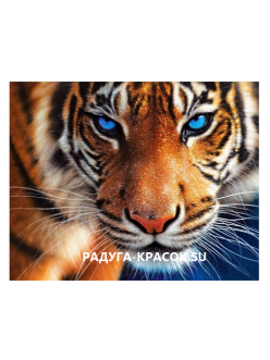 Тигр (H-163)