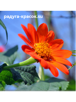 Красавица гербера (z281)