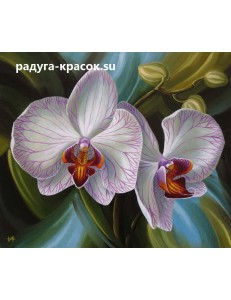 Белая орхидея (z363)