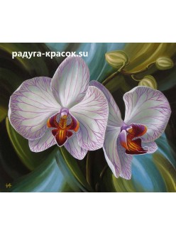 Белая орхидея (z363)